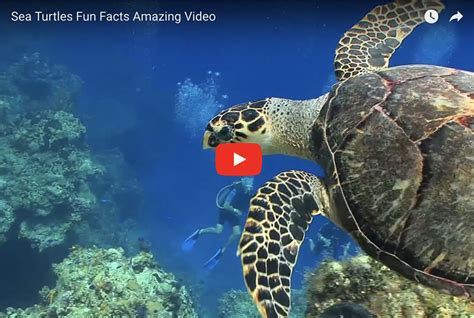 Sea Turtles Fun Facts Amazing Video Turtle Time Inc