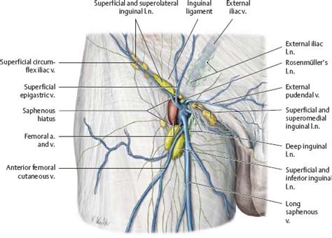Anatomy Of Men S Groin Area Diagram Of Groin Area Efferisect