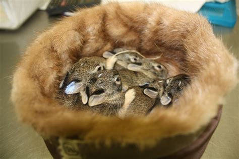 Fur For The Animals Born Free Usa Collects Fur Clothing Update