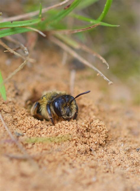 Ground Nesting Bee Emerging To Start Another Busy Day Bee City Bee