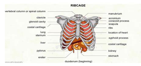 Back on left side from shoulder to right below rib cage is sore. Left Abdominal Pain: Lower Left Abdominal Pain Below Rib Cage