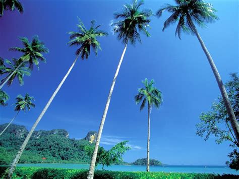 Landscape Palm Trees Tropical Worms Eye View Tropic Island Low Angle Wallpaper Resolution