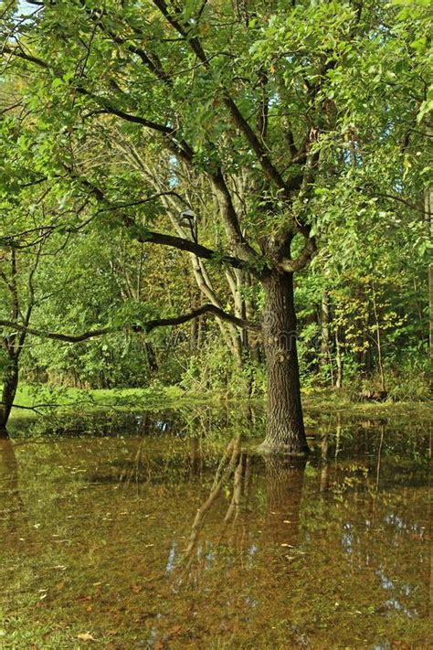 Oak Tree In The Water Stock Image Image Of Scenic Adventure 158960241