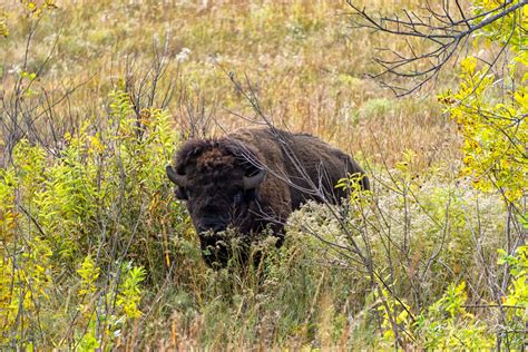American Bison Buffalo At The Wichita Mountains National Wildl
