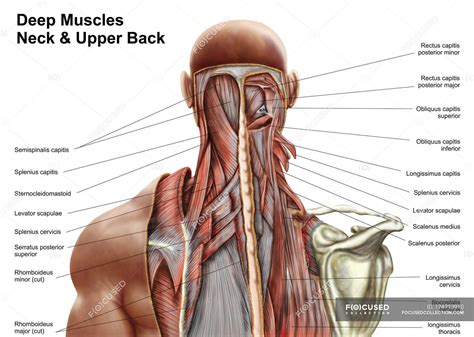 Menschliche Anatomie der tiefen Muskeln im Nacken und oberen Rücken