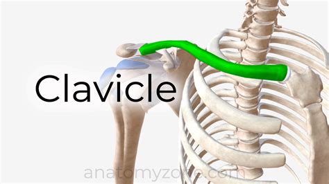 Clavicle Structures Muscle Attachments 3d Model Anatomyzone
