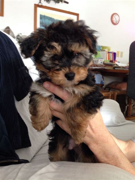 Yorkie Bichon Mix Puppy My Lil Bella Boo Looked Just Like This As A