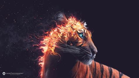 Tiger Fire Wallpapers In  Format For Free Download