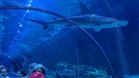 Dutch The Great Hammerhead Shark Shark Encounter At Seaworld Orlando