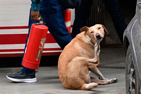 Cazan A Miles De Perros Callejeros En India Antes Del G20 La Razón
