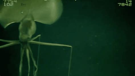Check Out This Huge Spindly Squid Filmed Deep Beneath The Sea Iflscience