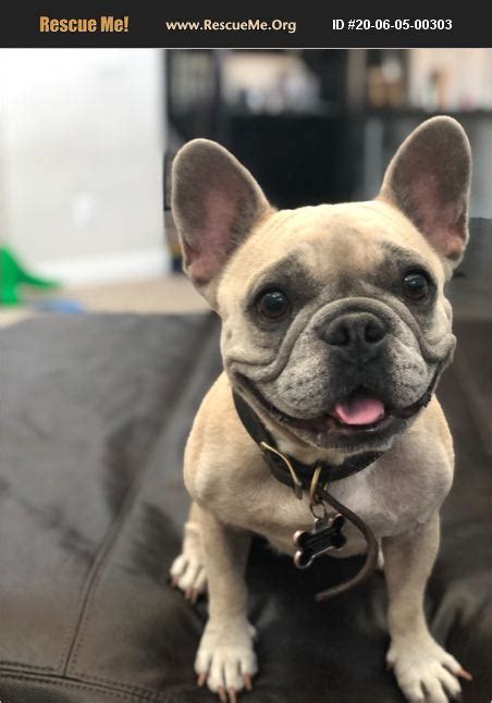 Opening your home as a foster family is truly one of the greatest gifts you can give to a rescued snortie, and it's the backbone of our organization! ADOPT 20060500303 ~ French Bulldog Rescue ~ Peoria, AZ