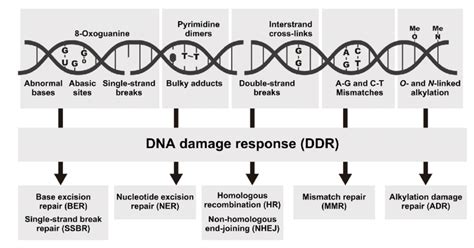 Types Of Dna Damage And The Associated Repair Pathways Examples Of Dna Download Scientific