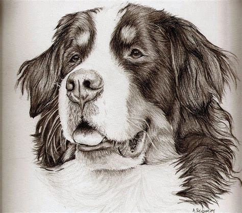 Pin By Antique Photo Album On Dogs Bernese Mountain Dog Dog Drawing