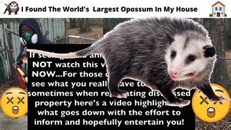 I Found The Largest Baby Opossum In The World Inside My Diy Home Reno