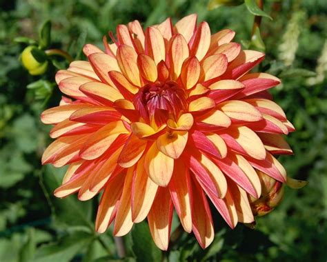 Photo Of The Entire Plant Of Formal Decorative Dahlia Crazy Legs