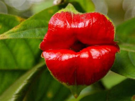 Psychotria elata - Hot Lips | World of Flowering Plants
