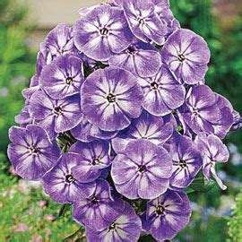 The blossoms somewhat resemble poppies or roses, and they grow on tall stems. Hardy Tall Phlox Younique Old Blue | Flower bulbs garden ...