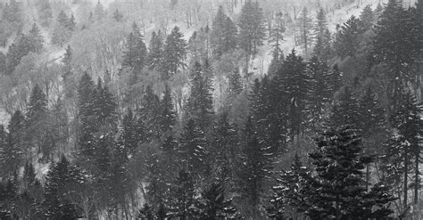 Grayscale Photo Of Pine Trees · Free Stock Photo