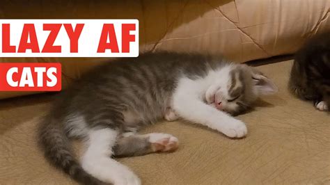 Hilarious Lazy Cats Video Compilation Youtube