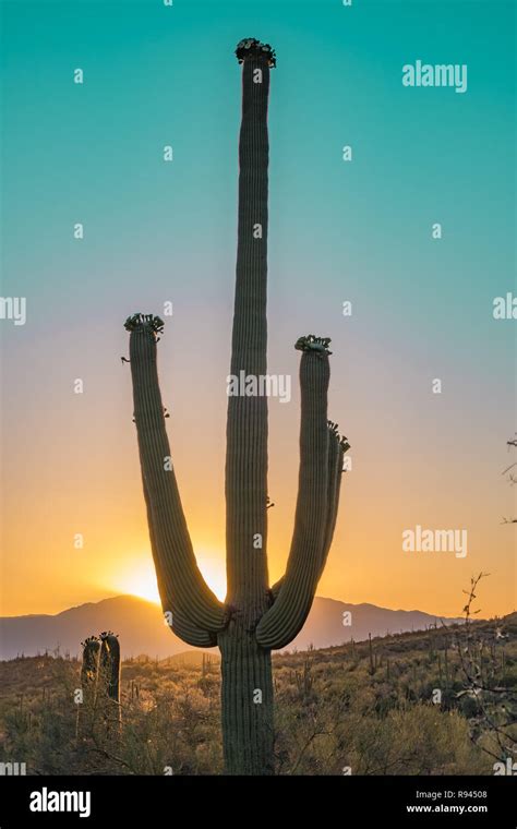Silhouette Of The Giant Saguaro Cactus At Sunrise Or Sunset In The