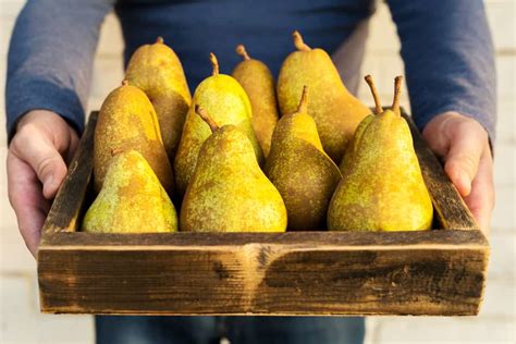 Why Are Pears So Expensive 10 Reasons