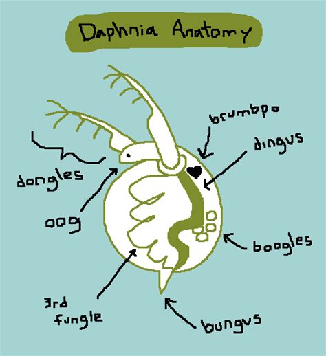Daphnia Anatomy By Mossworm On Deviantart