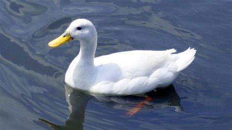 White Duck Wallpapers Top Free White Duck Backgrounds Wallpaperaccess