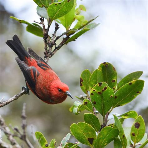 Amazing Native Hawaiian Forest Birds Honeycreeper Maui Real Estate