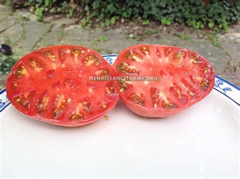Watermelon Beefsteak Tomato Renaissance Farms Heirloom Tomato Seeds
