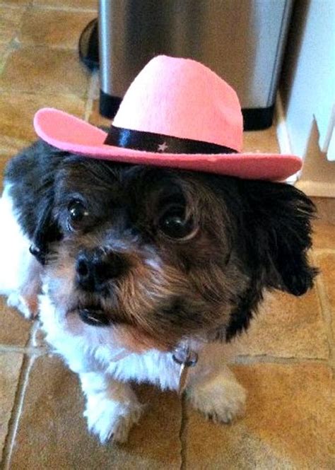 Dog Cowboy Hat Pink With Same Day Shipping Baxterboo