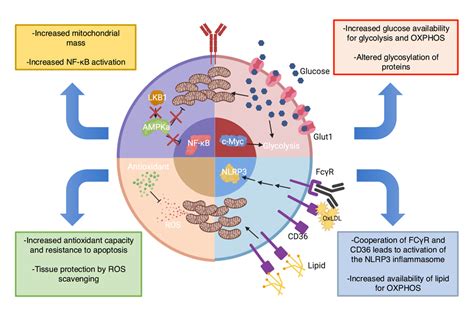 B Cell Metabolism An Understudied Opportunity To Improve Immune