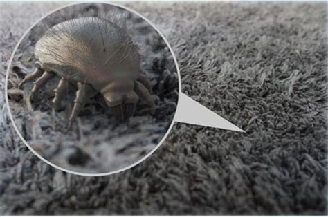 Dust Mite Allergy Causes Symptoms And Treatment Ent Conditions