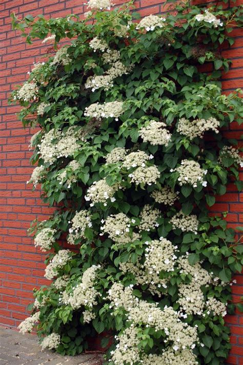 Growing hydrangeas, pruning hydrangeas, change hydrangea flower colors, and hydrangea varieties. Climbing Hydrangea Plant - Hydrangea anomala petiolaris ...