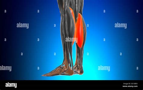 Medial Head Of The Gastrocnemius Muscle Hi Res Stock Photography And