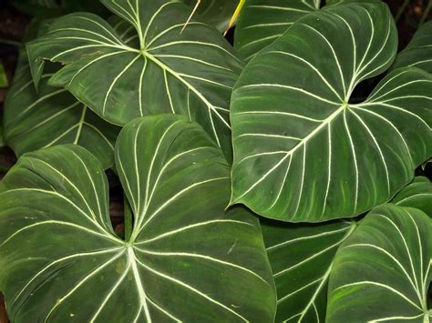 13 Big Leaf Houseplants That Make A Statement In 2021 Big Leaf Plants