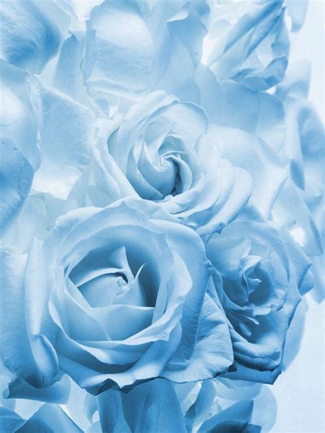 Rp Baby Blue Roses Blue Roses Pastel Blue Light Blue