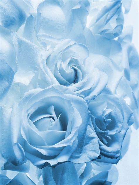 Control exposure to blue light to get protection from potential eye damage. Light Blue Roses Aesthetic - 750x1000 - Download HD ...