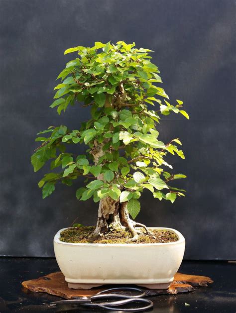How To Start A Bonsai Tree The Diy Blog Bonsai Trees For Sale