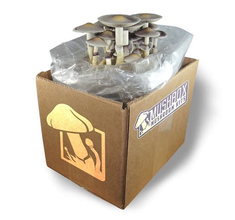 Mushroom Grow Mini Casing Kit Mushbox