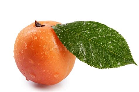 Fresh Apricot With A Leaf Stock Photo Image Of Front 46572984