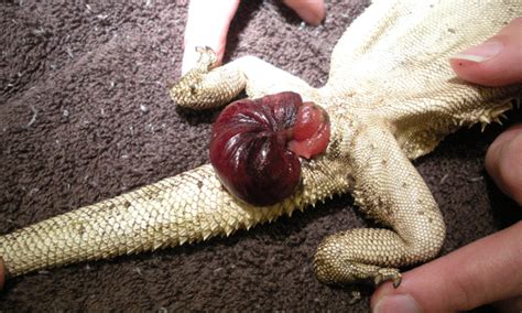 Experts or professional breeders may have their own methods to determine gender. Bearded Dragon Femoral Pores