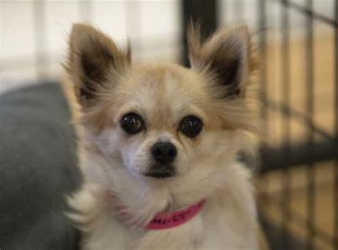 Adopt Katelyn A Sweet Long Coat Chihuahua Rescue Dogs Chihuahua