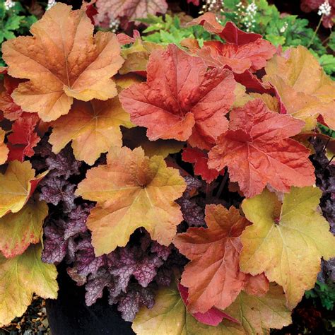 Heuchera ‘southern Comfort Terra Nova Nurseries Inc