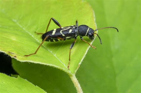 Longhorn Beetle Clytus Ruricola Cerambycidae Cerambyci Flickr