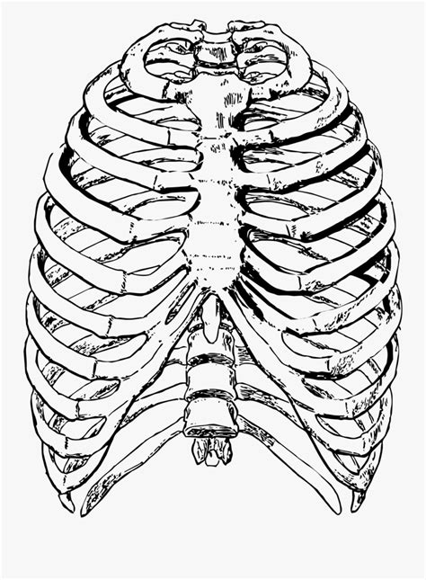Ribcage Drawing Thorax Huge Freebie Download For Powerpoint Rib Cage