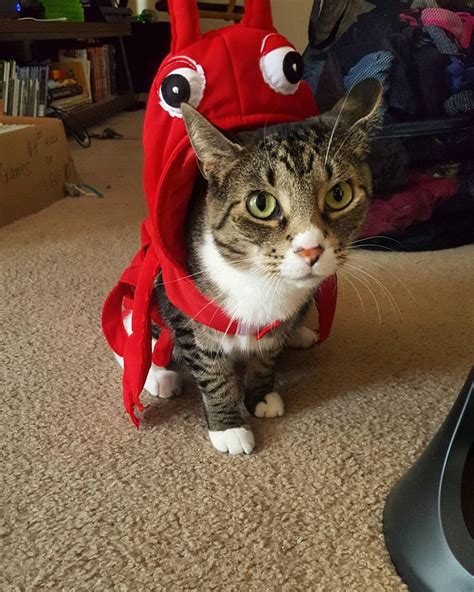Lobster Cat Costume Cute Animals Cat Costumes Kitty