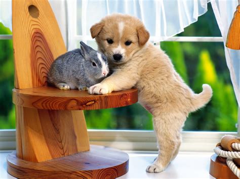 Kitty World Cute Puppy And Kitten Pictures