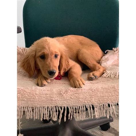 These puppies are so very beautiful! 3 AKC Golden retriever puppies in Phoenix, Arizona ...