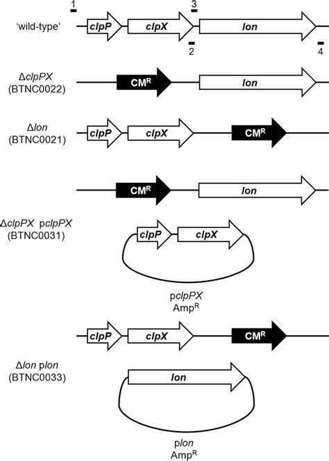 The Genetic Arrangement Of The Clpp Clpx And Lon Genes And Schematic